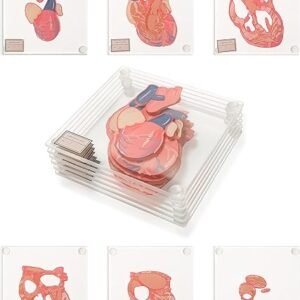 Anatomic Heart Specimen Coasters (Set of 6)
