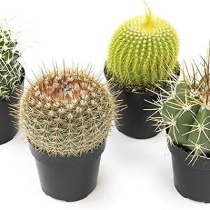 Assorted Cactus Collection - 4 Pack