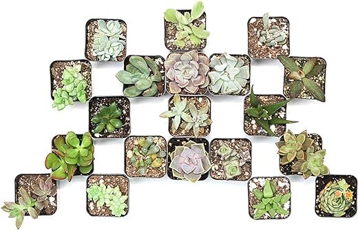 Assorted Succulents for Weddings or Party Favors (20-Pack)