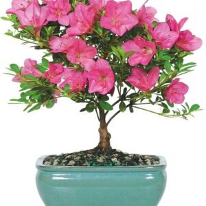 Bonsai Satsuki Azalea Tree - 5 Years Old