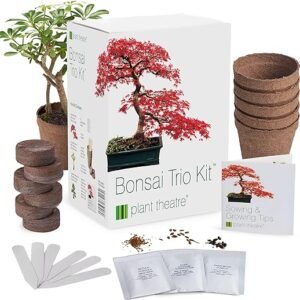 Bonsai Tree Indoor Growing Kit