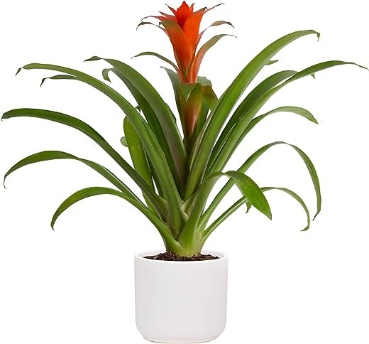 Bromeliad Flowering Plant in Modern Pot
