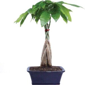 Live Money Indoor Bonsai Tree