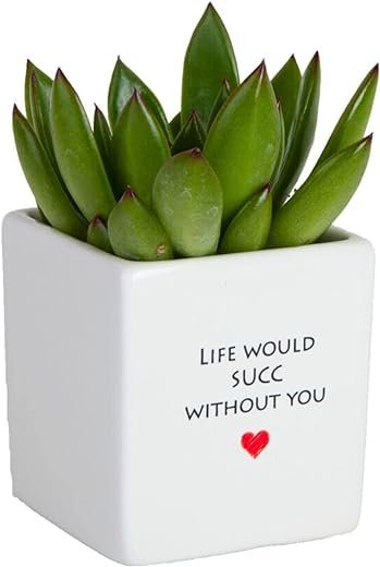 Mini Succulent Indoor Plant in Decor Pot