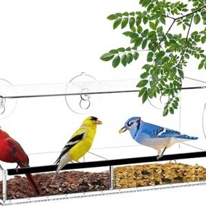 Suction Cup Window Bird Feeder