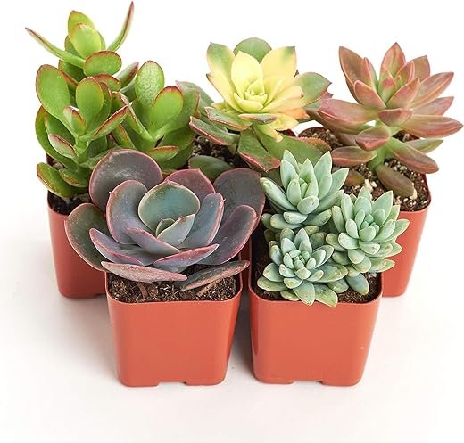 Unique Succulent Plant Pack Collection