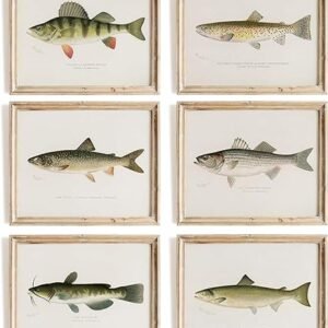 Vintage Fish Wall Art Prints - Set of 6